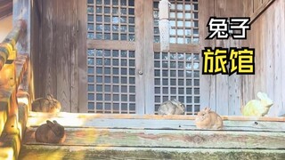 Video-video indah tentang hewan-hewan itu!