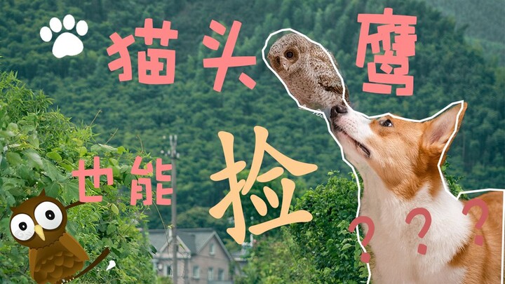 我家柯基又捡了一只猫头鹰🦉