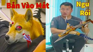 Thú Cưng TV | Ken Trẻ Trâu Bướng Bỉnh #17 | chó Shiba thông minh vui nhộn |Pets funny cute smart dog