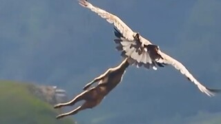 终于知道为什么羊的叫声是Man了