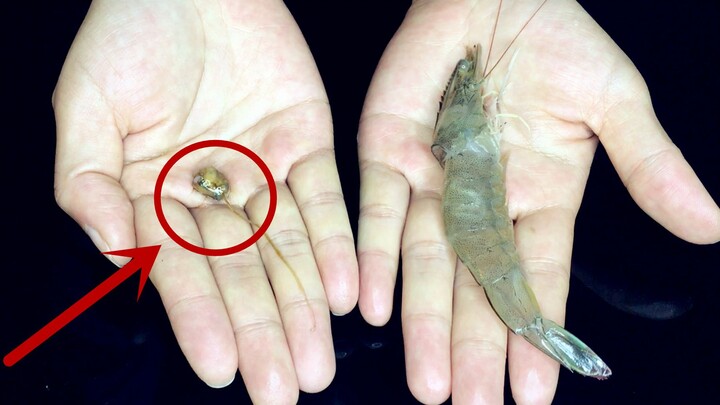 Only today did I find out—removing shrimp veins and brains, one shrimp per second, no tools required