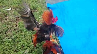 escolin boston rh vs 5k sweater 2nd spar