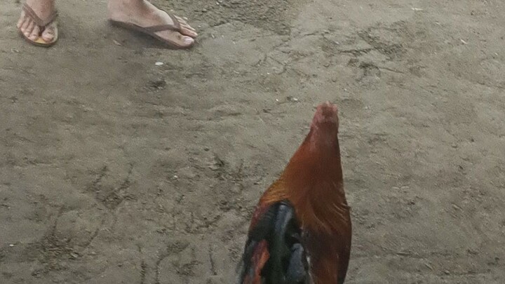 jelo