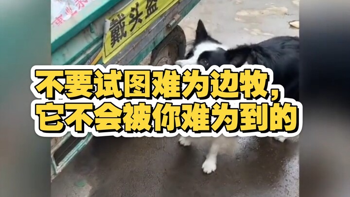 Jangan coba-soba menyulitkan Border Collie, ia takkan terganggu olehmu.