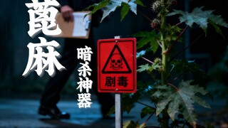 “暗杀神器”蓖麻，为什么会被大量种植？