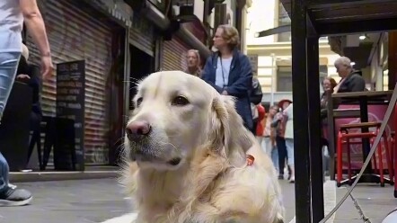 当我意识到抚慰犬也需要被抚慰时