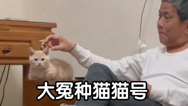 Cat: A 100-pound owner, a 200-pound rebel!
