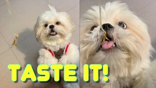 Tricking A Shih Tzu To Eat A Mung Bean Sprout ( Funny Dog Video)