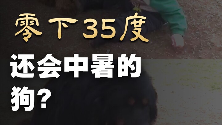 Chó ngao Mông Cổ: Say nắng ở âm 35 độ!
