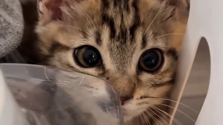 Chủ đề hôm nay là những chú mèo dễ thương