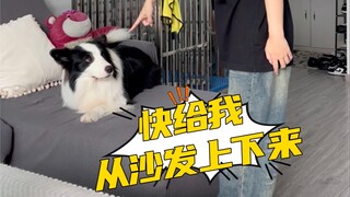 You who initially wouldn't let your dog onto the sofa or bed—aren't you now having to come up with a