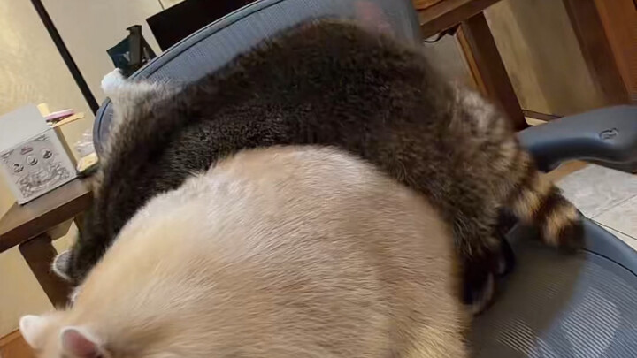 The raccoons are so fat that we’ll have to get them a chair.