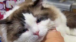 猫咖是这样玩的