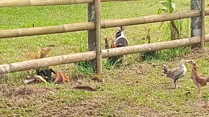 Rabbit hopping freely in our neighbor's backyard 😂