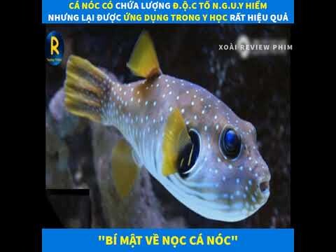 Review Phim Hay - Bí Mật Về Nọc Cá Nóc