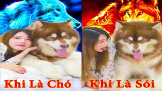 Thú Cưng TV | Gấu Alaska Gia Gia #9 | chó thông minh vui nhộn | Pets funny cute smart dog