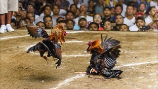 RED VS RED 110K PARADA NAKASAHAN🐓🔥 LOZ KINULANG SA SA SWERTE 2HITS ULUTAN BESTFIGHT SABONG.