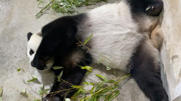 [Panda] Postur makan bambu baru setiap hari