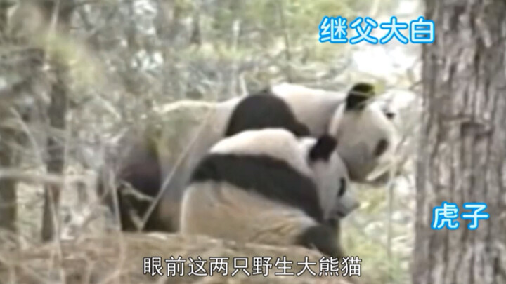 Setelah diusir oleh ibunya, Huzi langsung memeluk erat paha ayah tirinya.