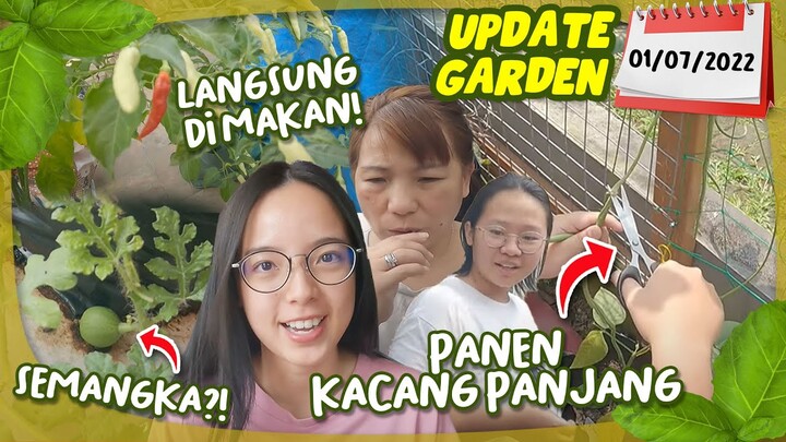Panen Kacang Panjang, Cabe Berubah Warna, Dll | DnGarden Update 1 Juli 2022