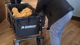 Dùng xe kéo nhỏ chở 12 chú gà con đi khám sức khỏe... Quang cảnh thật sự quá hoành tráng!!