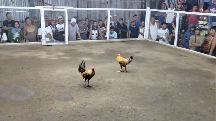 draw Tagalogin na bakiki vs gold