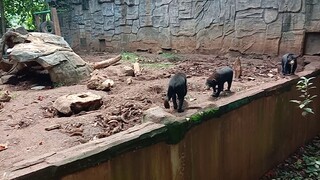 TRIO Beruang Asli