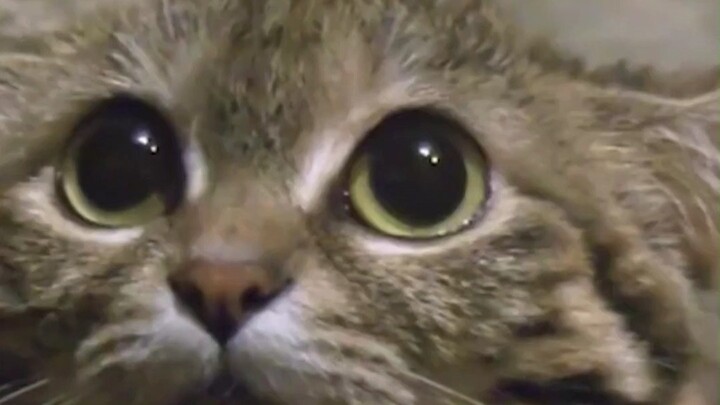 Kucing kecil, kepala pelayan yang sangat luar biasa