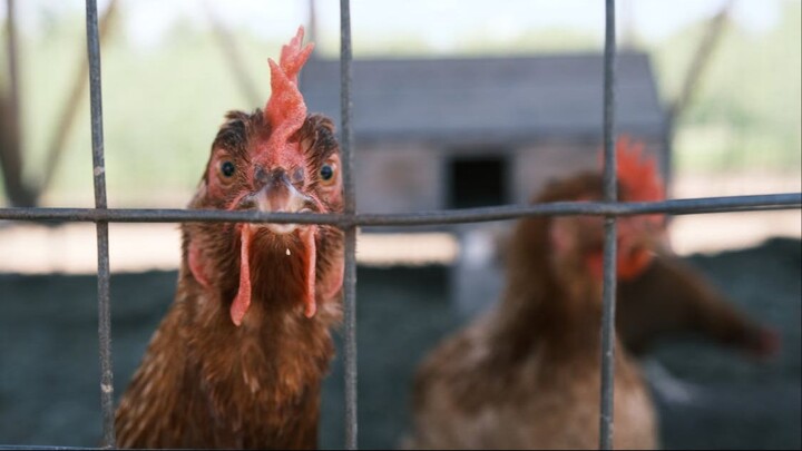 Chicken Tabetaka 04