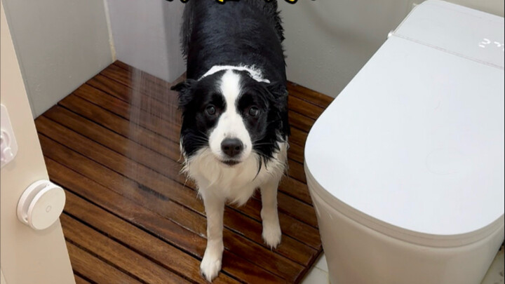 Chó mà kén chọn quá cũng không tốt…