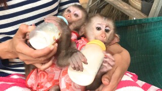 Milk as dessert for Mino and Coconut monkeys