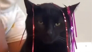 【动物配音】猫猫：毁灭吧，赶紧的