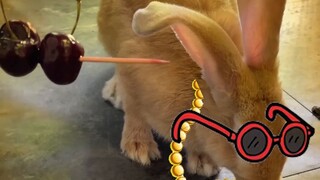 This is Rabbit’s true understanding of Cheerilee