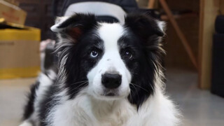 [Dogs] Do I raise a human being?