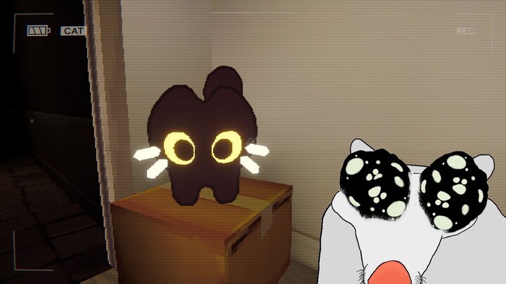 Have You Seen This Cat...?