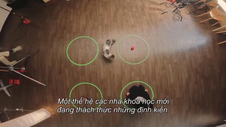 Những chú mèo nghĩ gì Full Movie [Sub Việt]