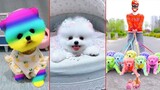 Funny and Cute Dog Pomeranian 😍🐶| Funny Puppy Videos #48