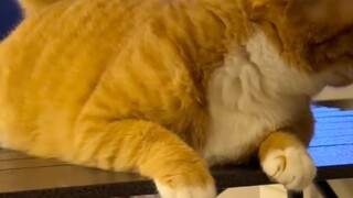 Giả vờ lấy thứ gì đó mà không chạm vào con mèo