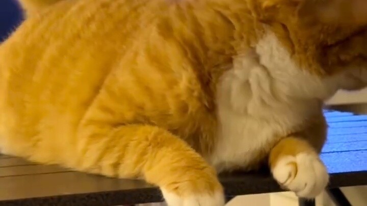 Berpura-pura mengambil sesuatu tanpa menyentuh kucing