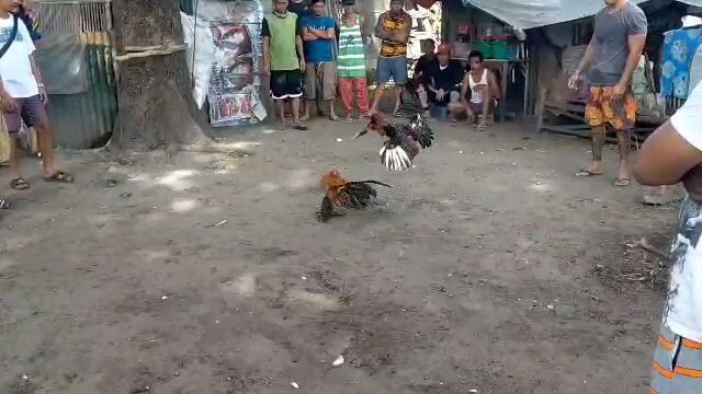 my 2x winner unscratch golden boy sweater