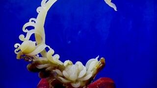 Đồ trang trí hoa sen kỳ diệu làm từ vòng tay phế liệu