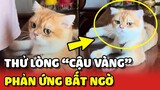 Giả vờ GIẬN để THỬ LÒNG và phản ứng bất ngờ của Cậu Vàng 😍 | Yêu Lu