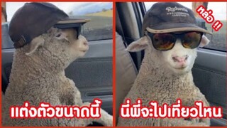 รวมคลิปตลกๆ : ถึงจะเป็นเเกะ…เเต่พี่ก็เท่ห์ได้!!