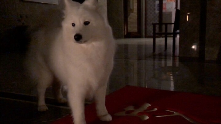 Permen lunak Samoyed menemani ayah membuang sampah; saat hujan, ia dengan patuh berdiri di dalam rum