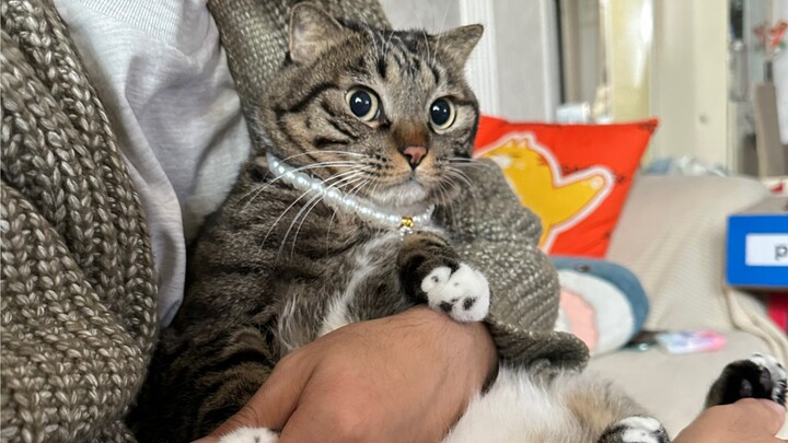 天气冷了真好啊，小猫咪自己就到被窝里来了