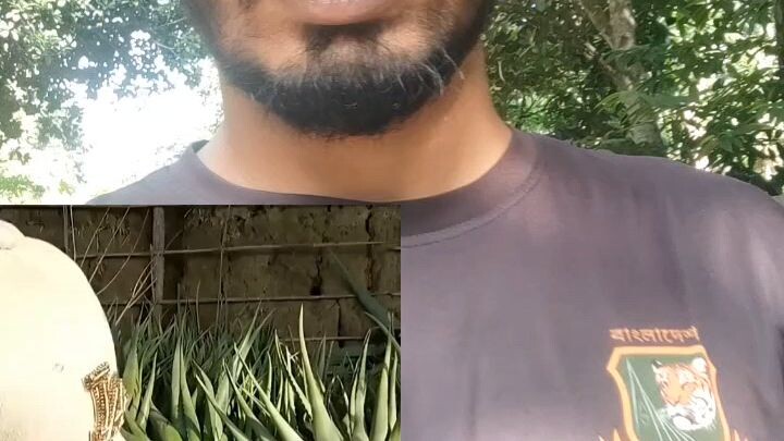 এলোভেড়া চাষ