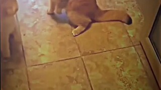 tanginang pusa to hahahaha