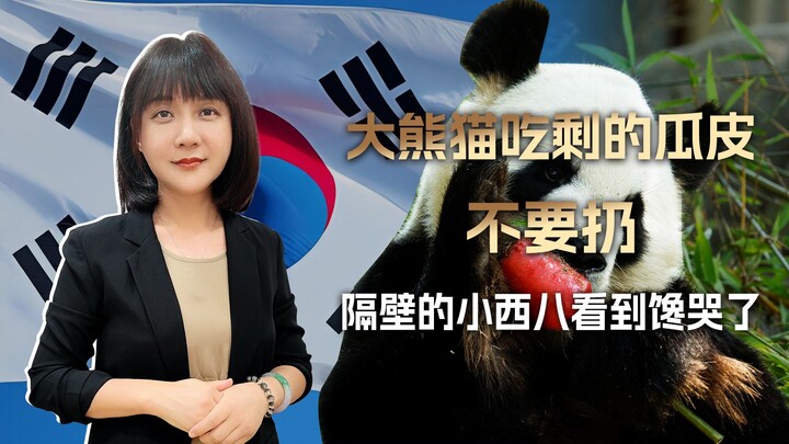 中国熊猫吃剩的瓜皮不要扔，西八们一看到，没准连熊猫都不想偷了