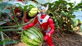 Belial led King Gezilla and the Stars of Baltan to steal watermelon to eat, but was stopped by King 