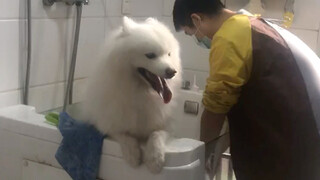 Samoyed shrunk by at least half after a bath